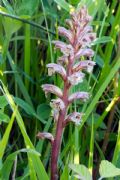 Orobanche minor